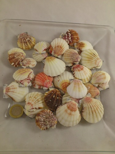 Pecten Vexillum 3-6 cm 200 gr.